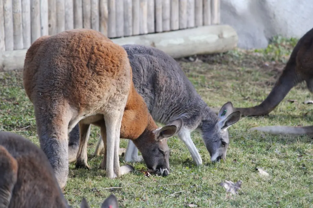 Kangaroos grazing on open Australian grassland