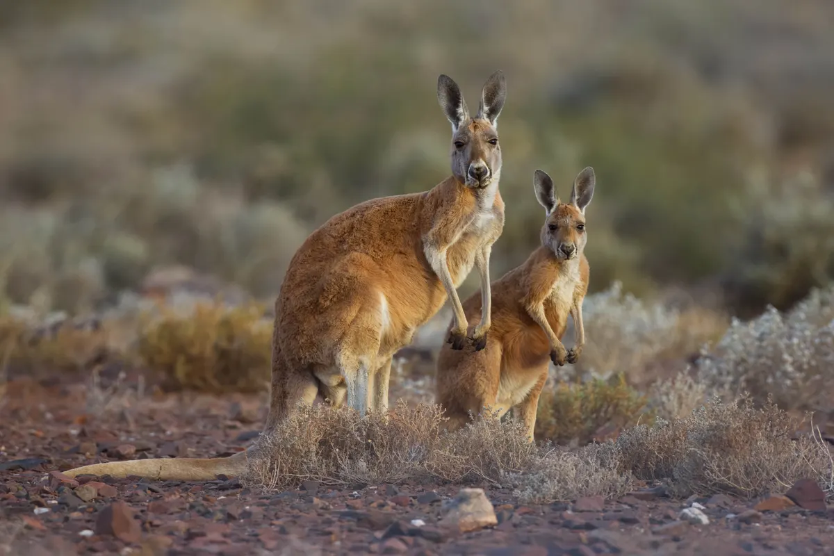 Red kangaroos standing in dry outback grassland