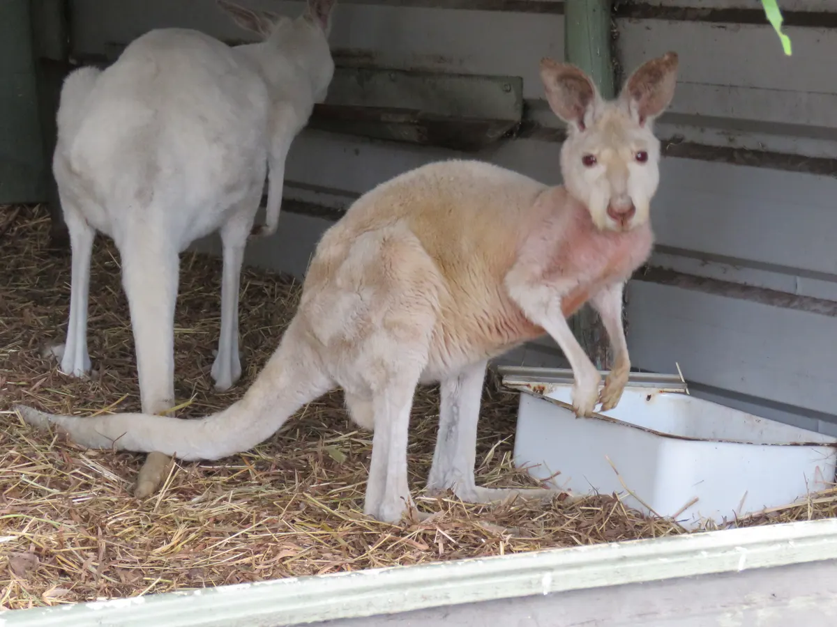 Red kangaroo in open Australian wildlife habitat