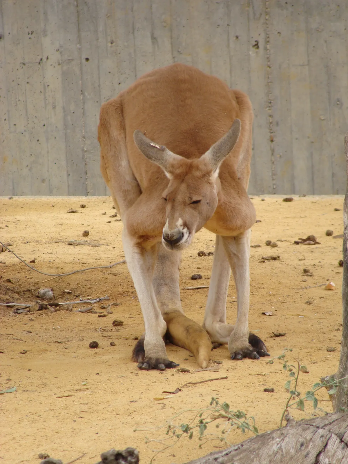 Tall red kangaroo showing long legs and powerful tail