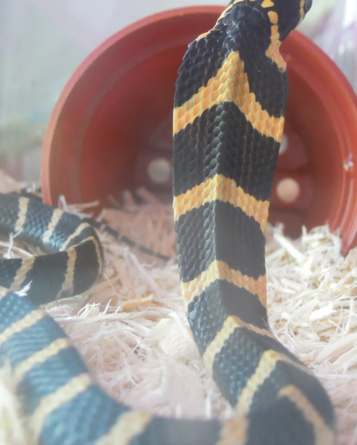 Juvenile king cobra showing bold black and yellow banding on its neck