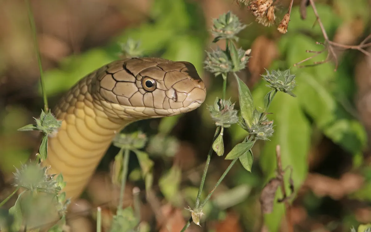 King cobra head raised and alert among low green vegetation
