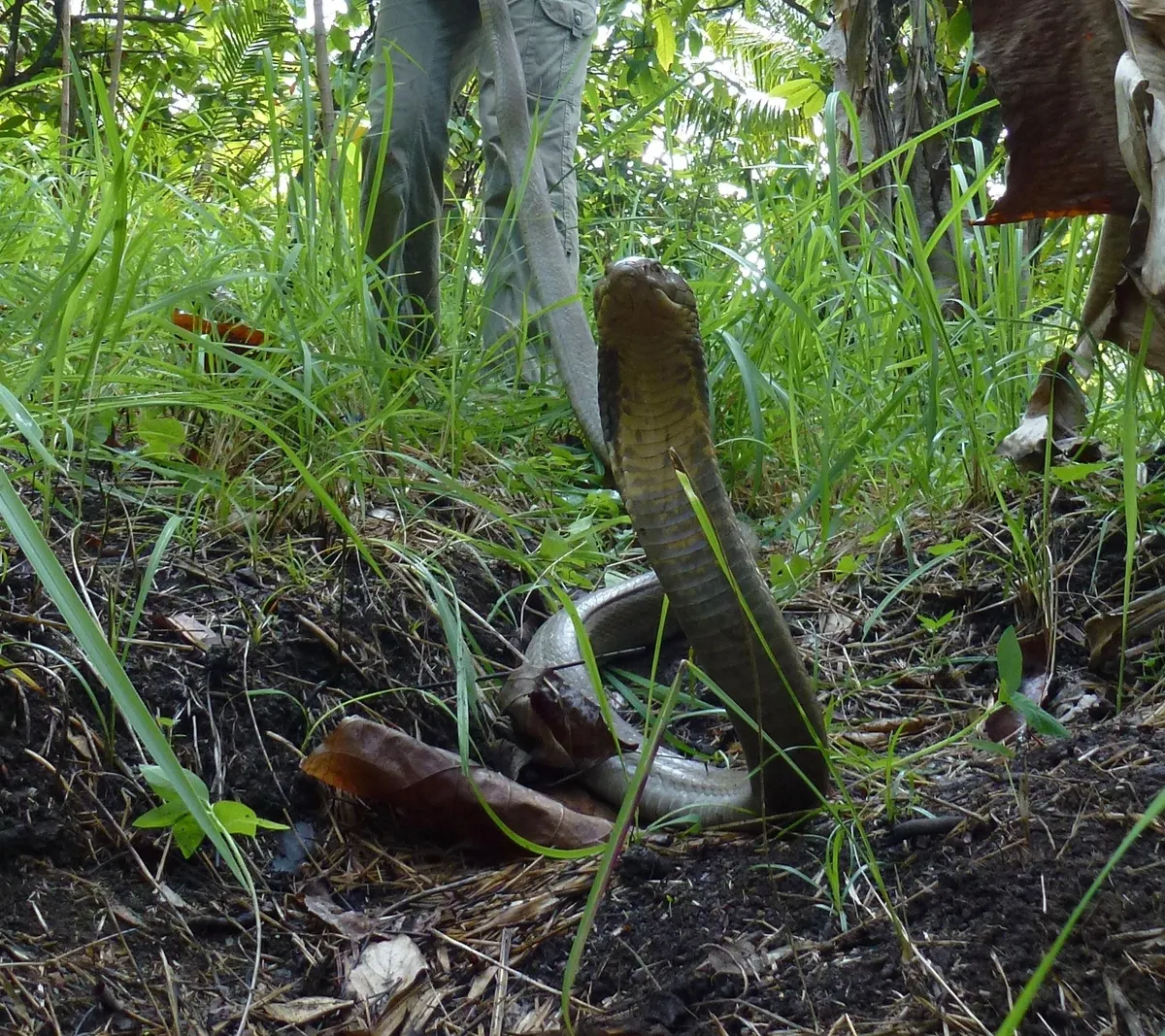 King cobra raising its head and neck off the ground in dense grass