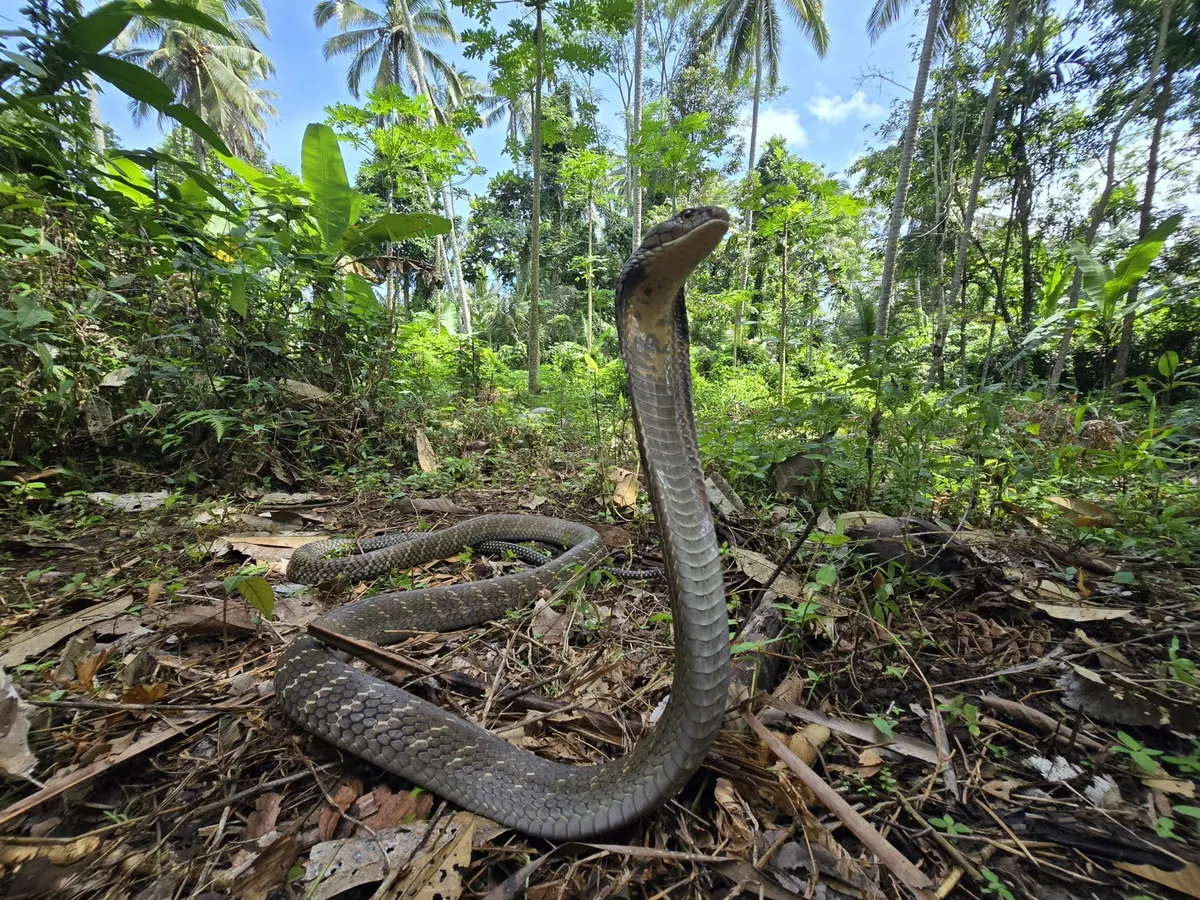 Wild king cobra rearing up on the floor of a palm forest
