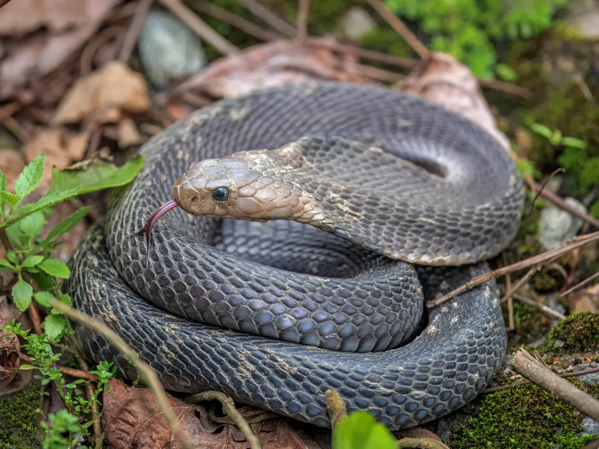 King cobra coiled on the forest floor among leaf litter