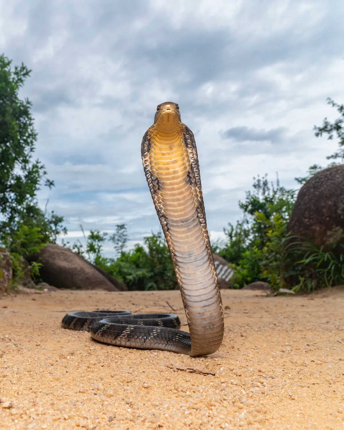 Wild king cobra rearing up with its hood raised in Hong Kong