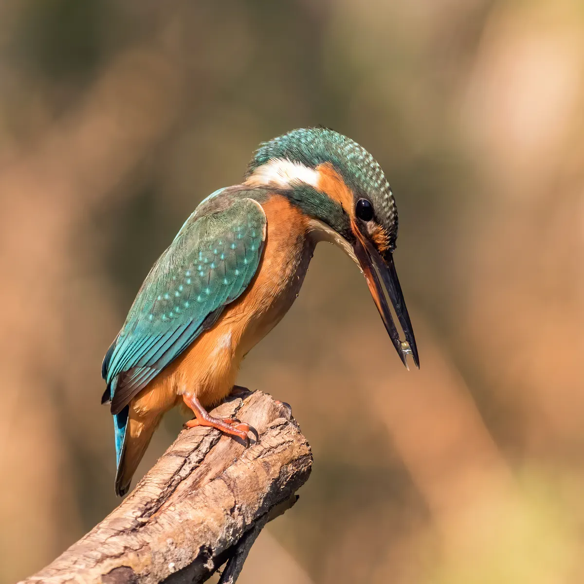A young or baby Common Kingfisher showing early development