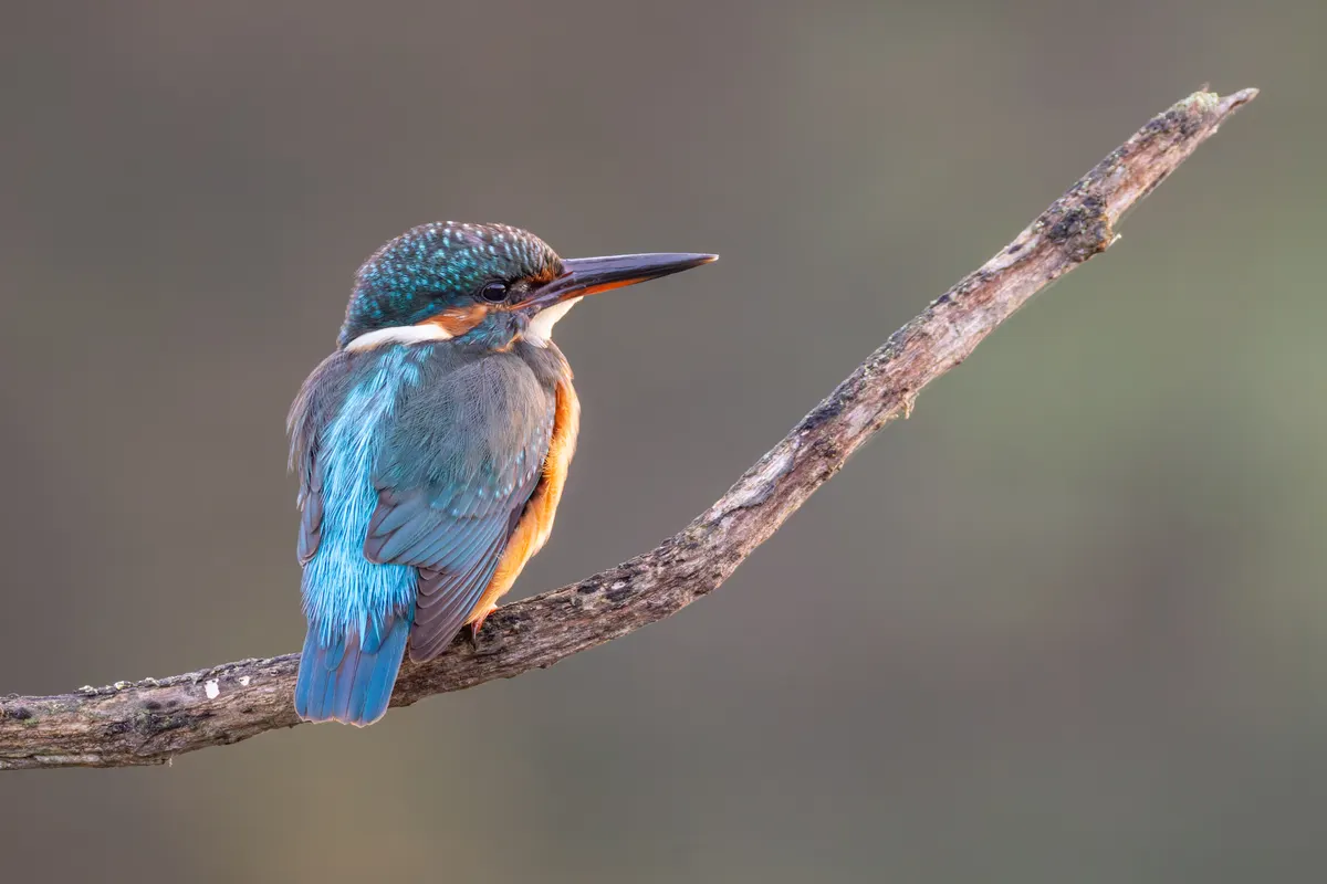 A detailed close-up showing the physical features of a Common Kingfisher