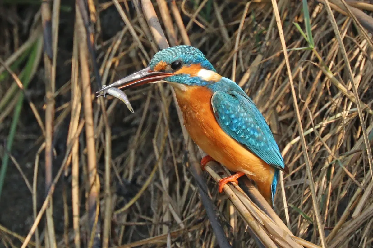 A young or baby Common Kingfisher showing early development