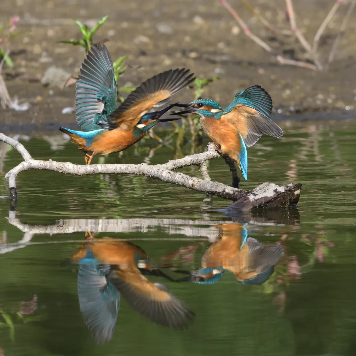 Two juvenile common kingfishers perched together