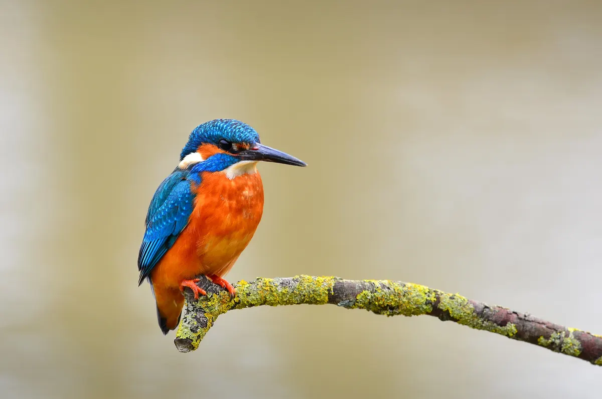 A Common Kingfisher finding or consuming food