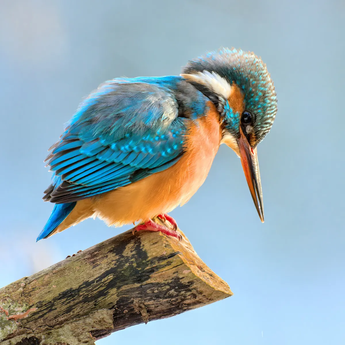 A Common Kingfisher navigating its natural environment
