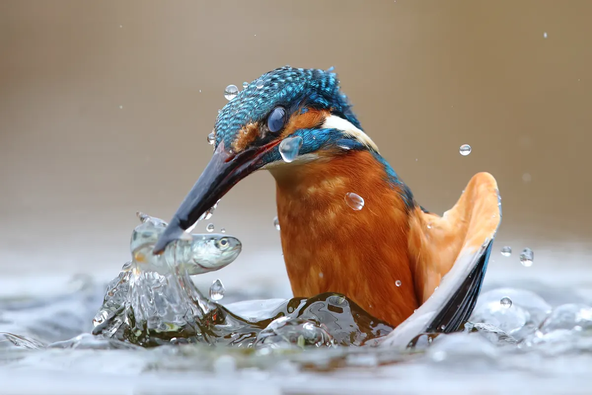 A Common Kingfisher finding or consuming food