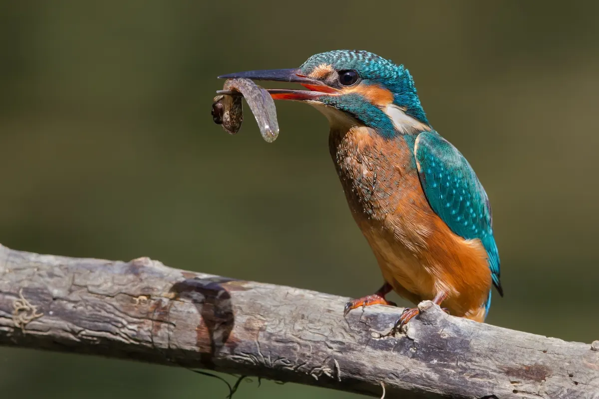 A group of Common Kingfishers interacting with each other