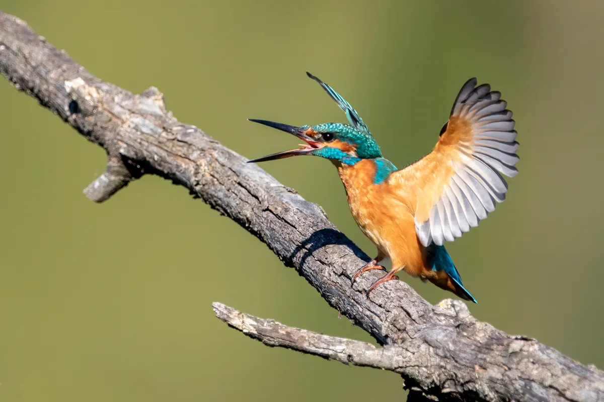 A Common Kingfisher showing a unique behavior or adaptation