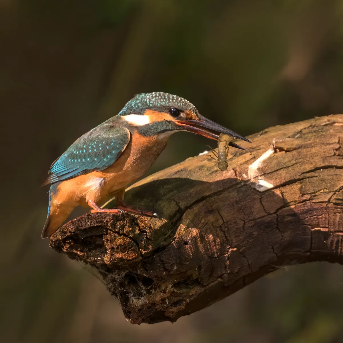 A Common Kingfisher navigating its natural environment
