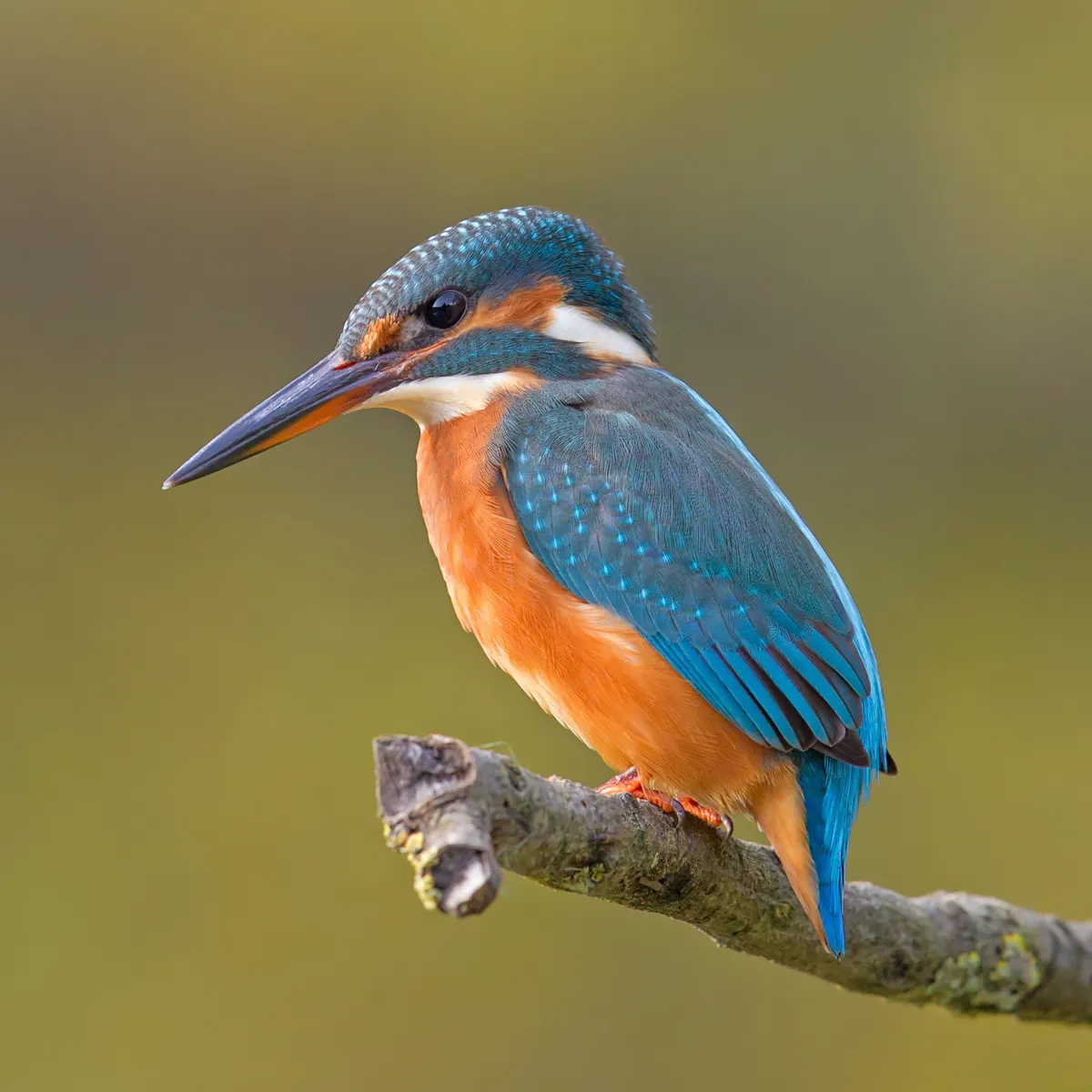 A beautiful portrait of a Common Kingfisher in the wild