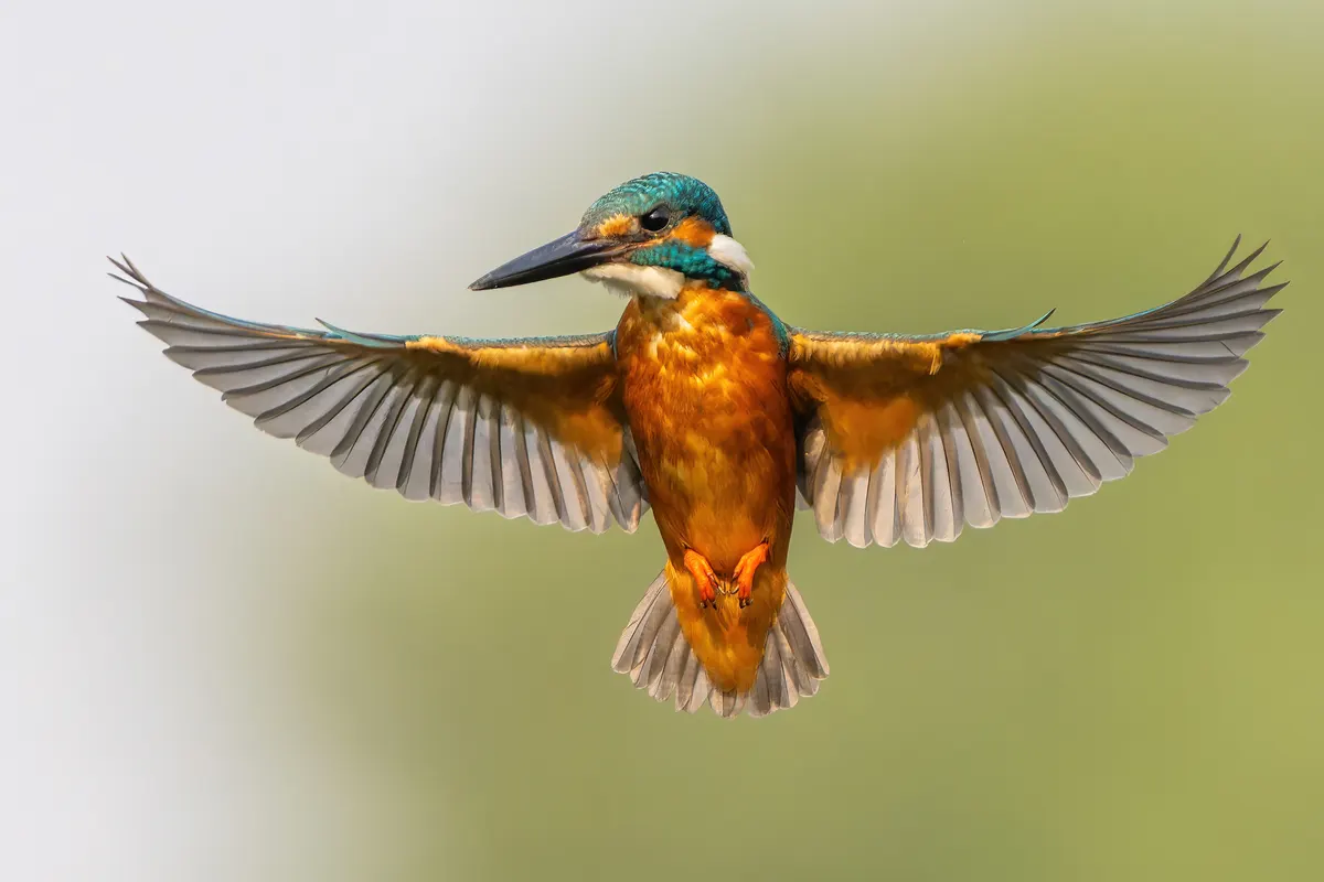 A Common Kingfisher traveling across its geographic range