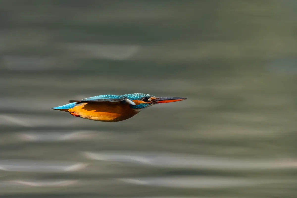 A photo showing the size of a Common Kingfisher