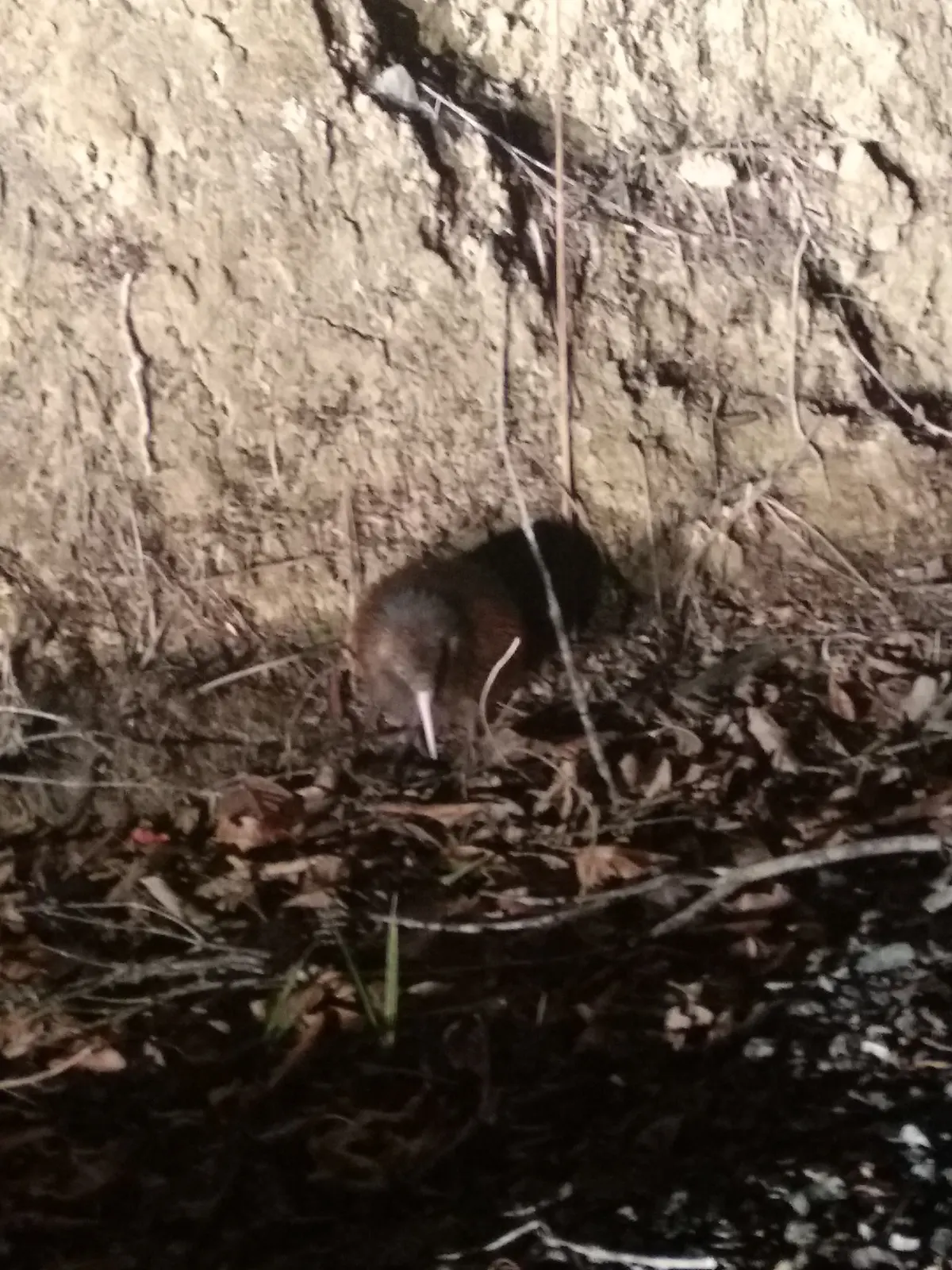 North Island brown kiwi representing pair-bonded forest territorial birds