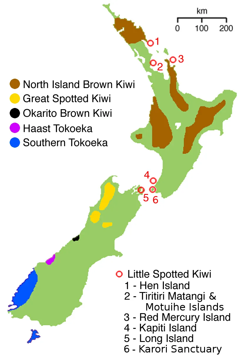 Map of New Zealand kiwi ranges with Apteryx mantelli marked on the North Island