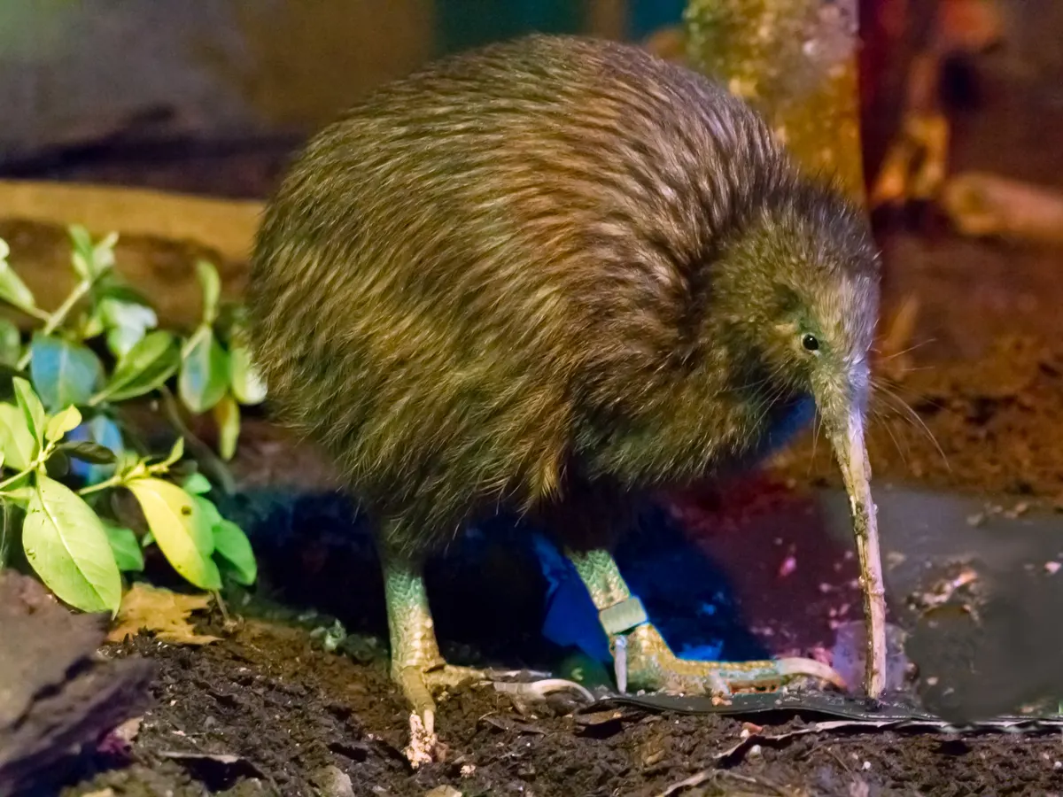 North Island brown kiwi standing on forest floor showing long beak and brown plumage