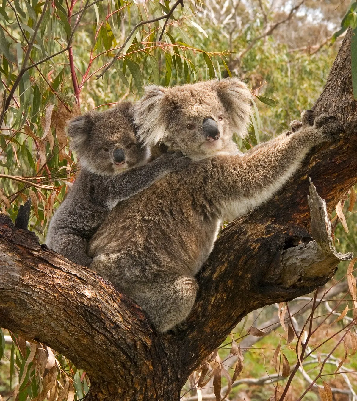 Adult koala with a tiny joey on its back