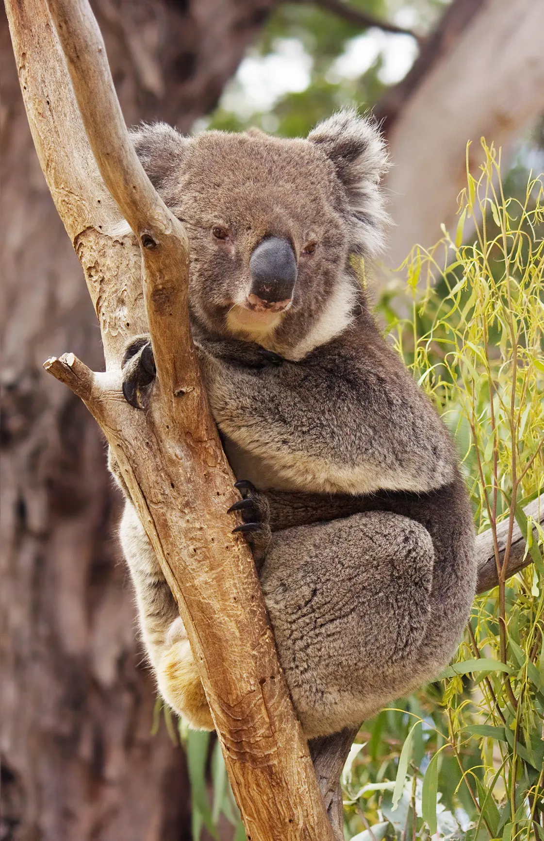 Close-up of a koala face with large nose and fluffy ears