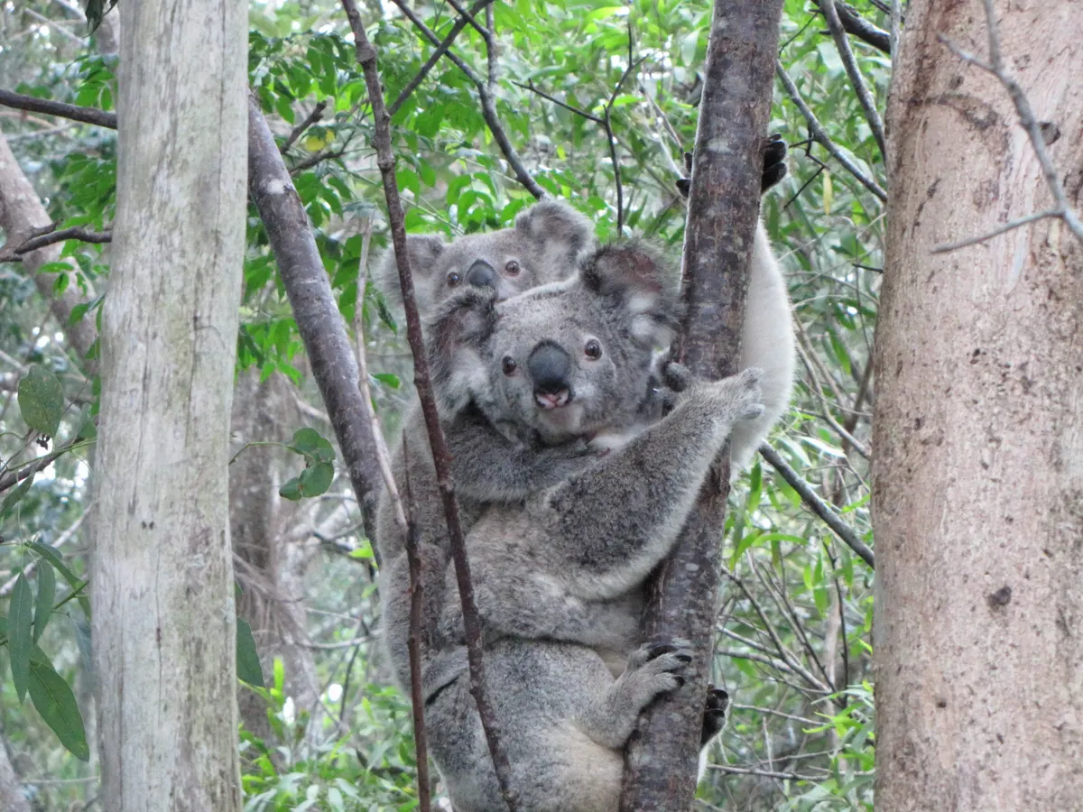 Young koala joey riding on its mother's back
