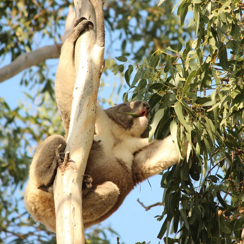Wild koala feeding on eucalyptus leaves in a tree