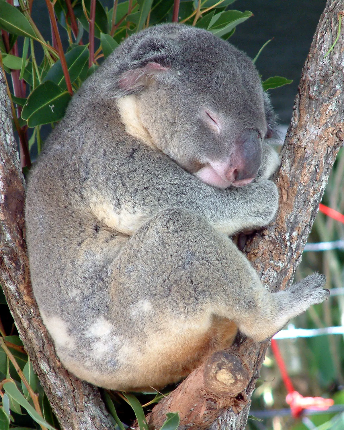 Koala resting among eucalyptus branches