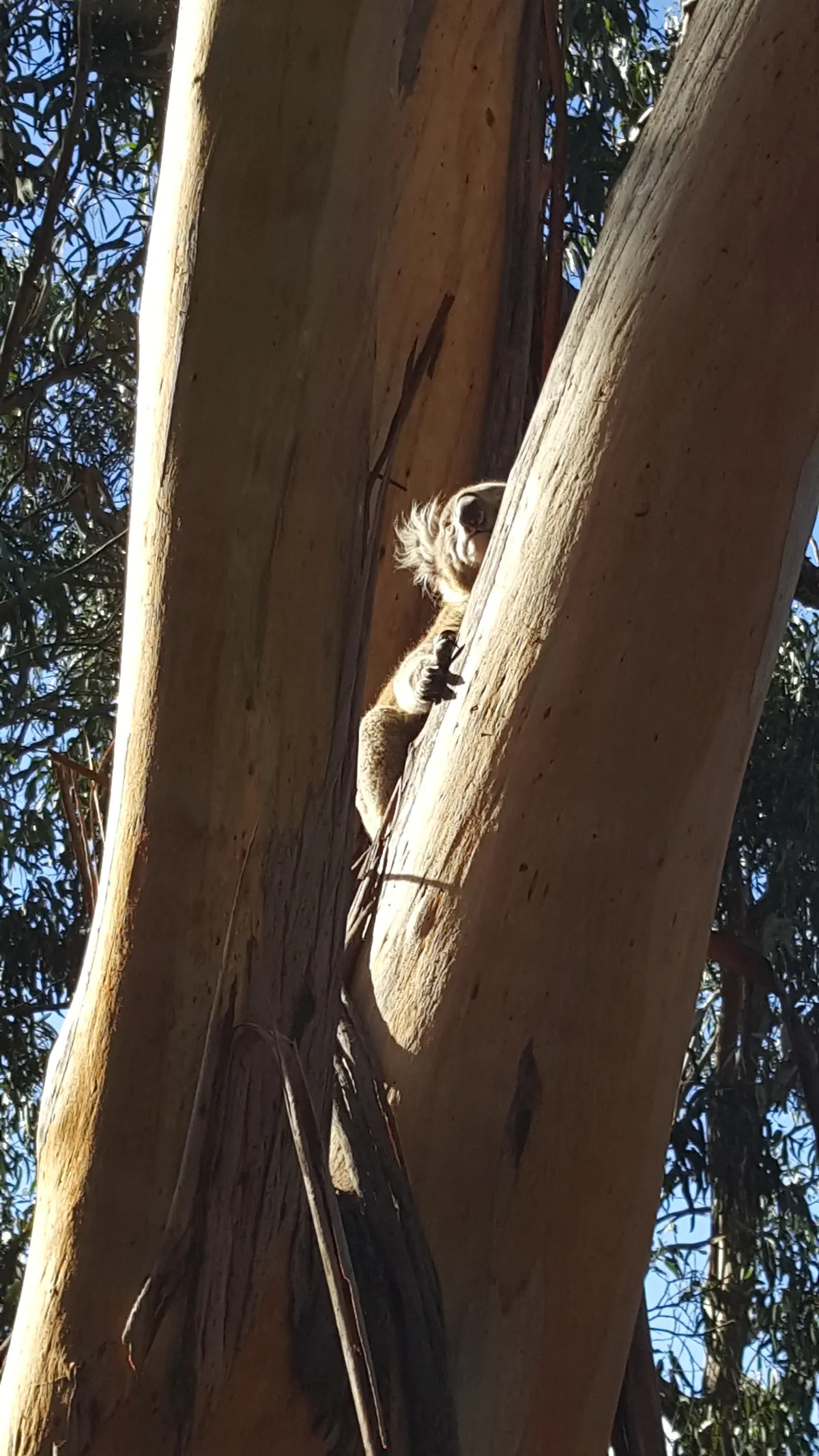 Koala resting in a eucalyptus tree canopy