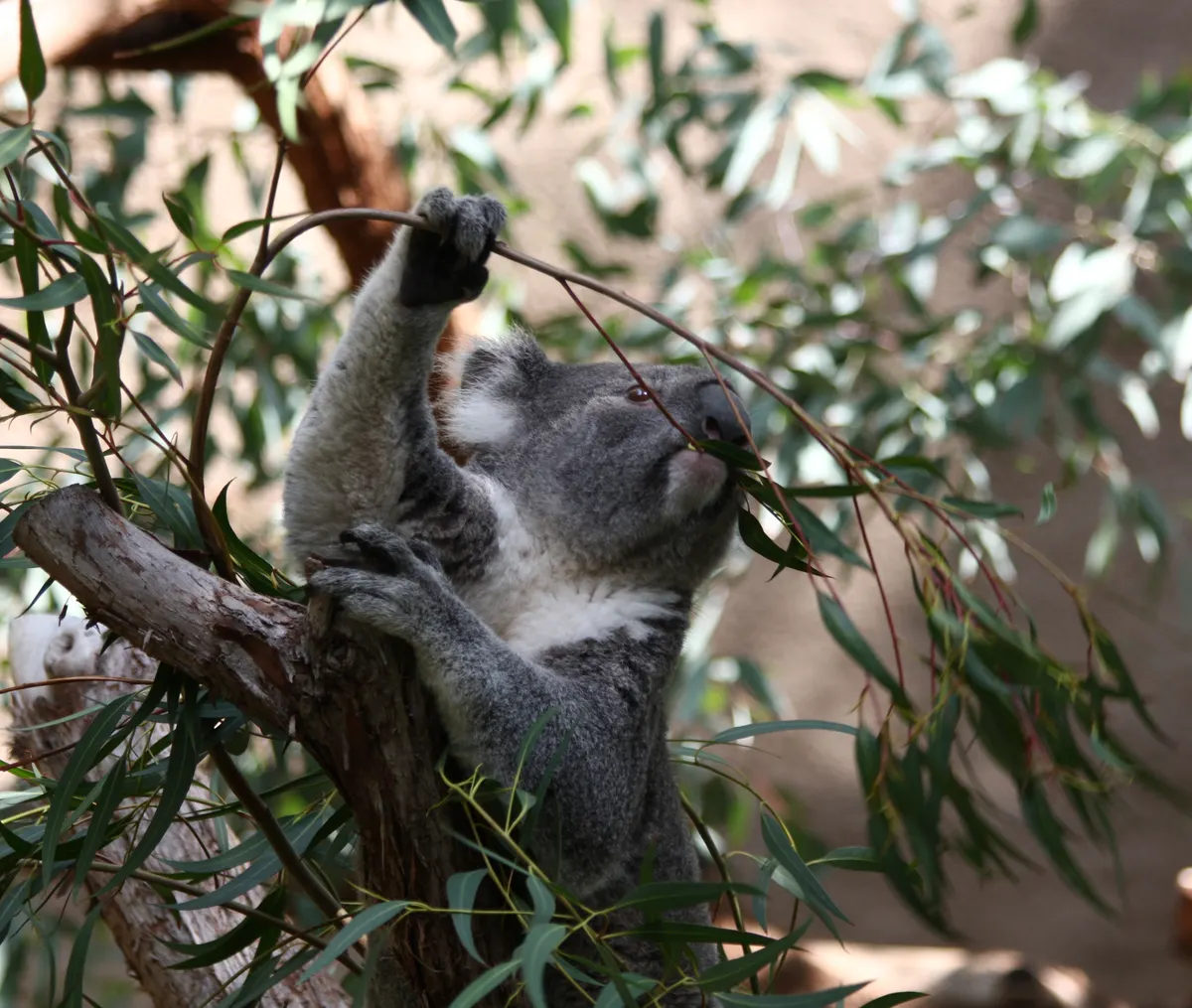 Koala chewing eucalyptus leaves