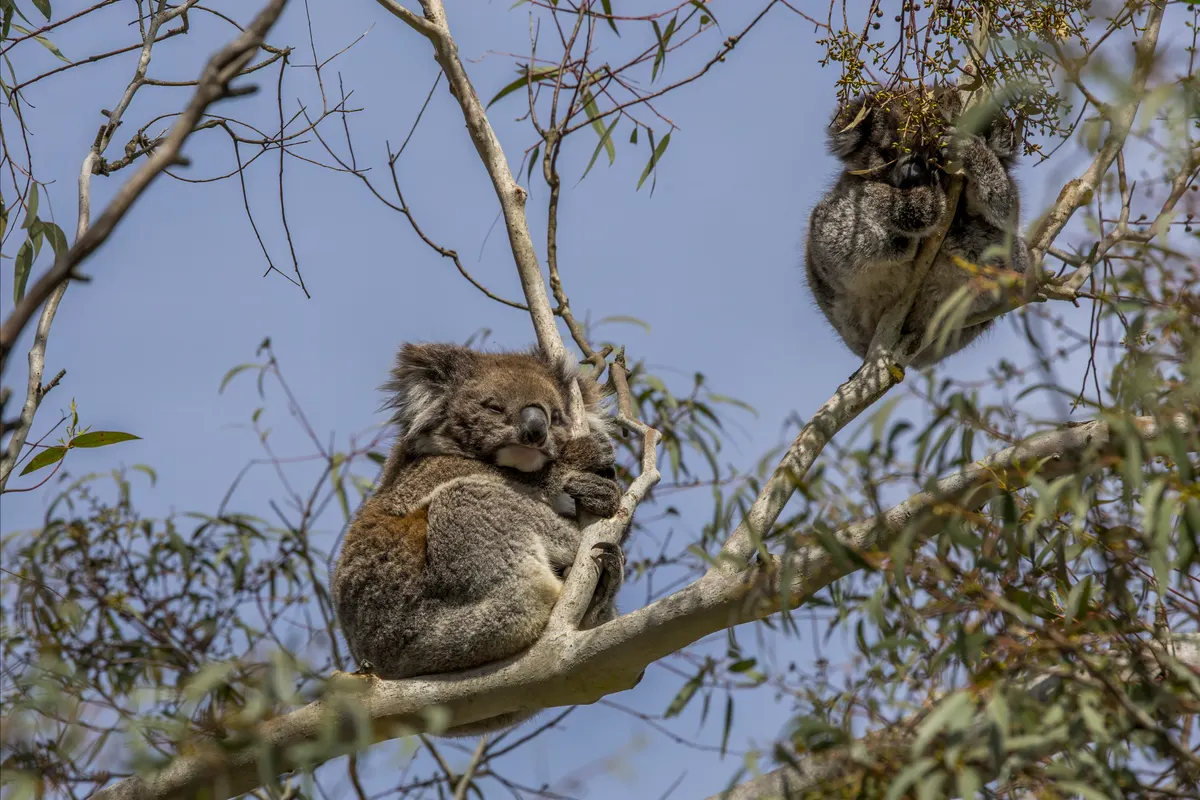 Female koala with joey in eucalyptus habitat