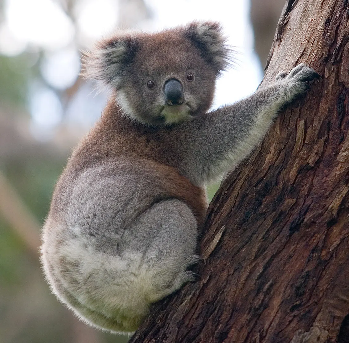 Koala climbing up a eucalyptus tree trunk