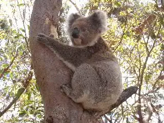 Koala clinging to the trunk of a eucalyptus tree