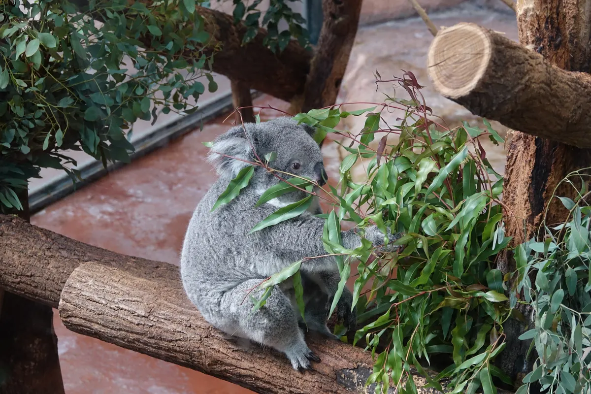 Koala resting on a tree branch