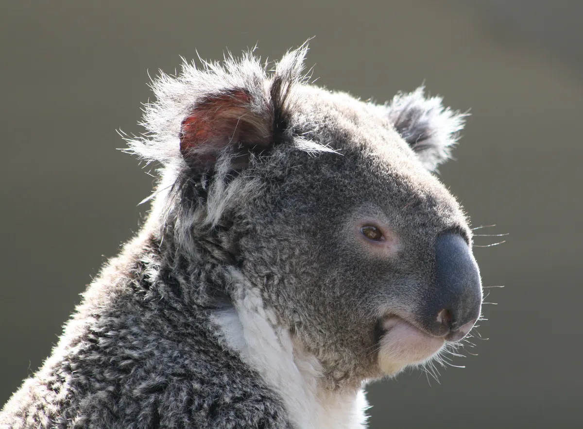 Koala in coastal Australian woodland habitat
