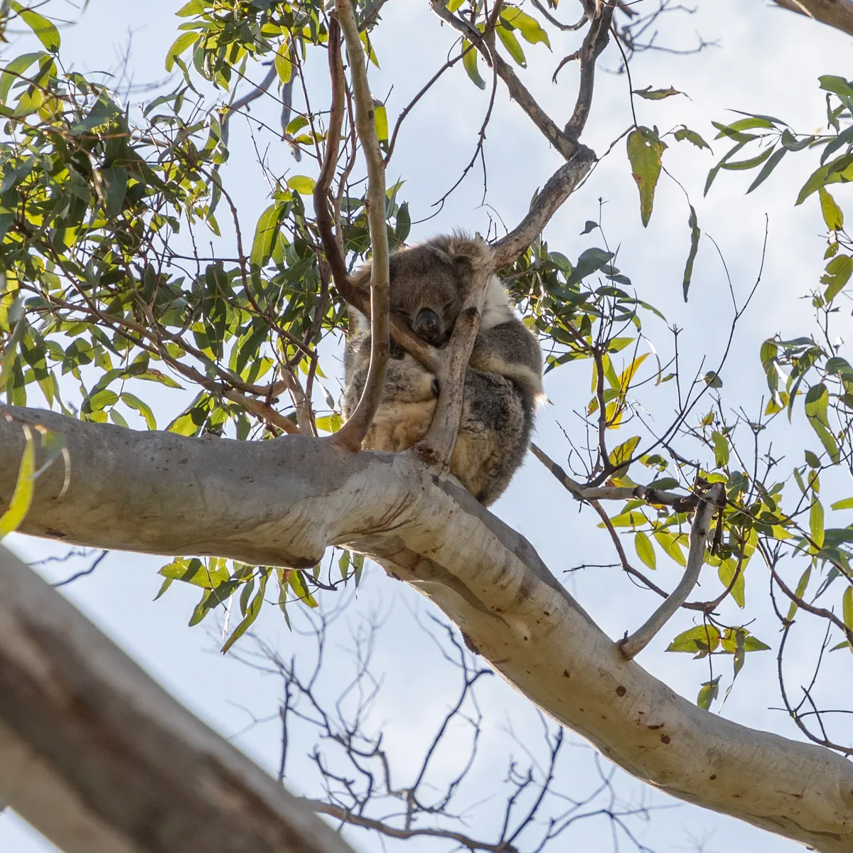 Koala sitting in a tree showing body size