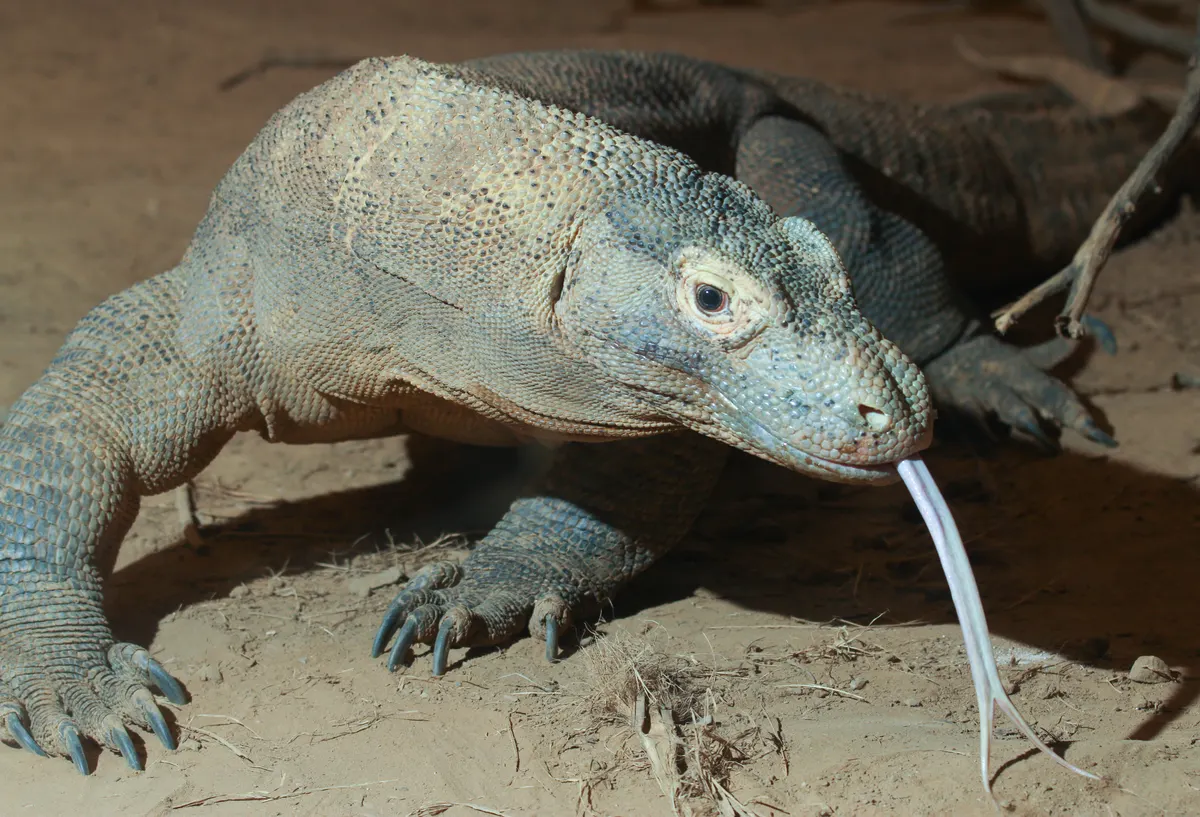 Close-up of a Komodo dragon head with forked tongue extended