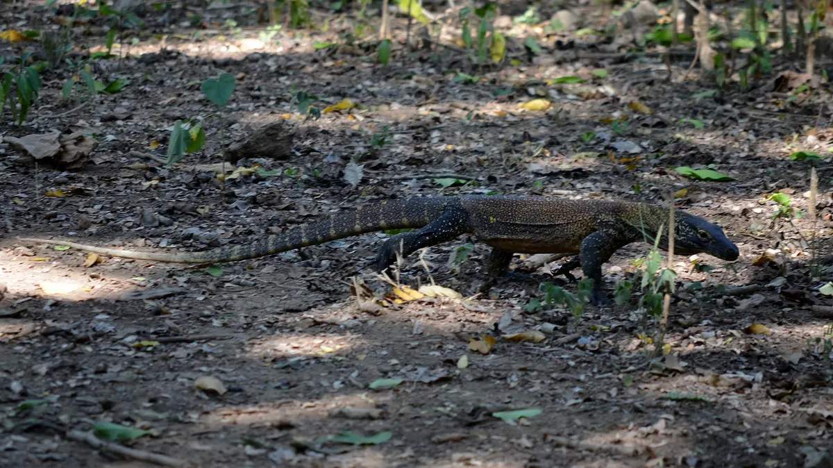 Juvenile Komodo dragon climbing on rocky island habitat