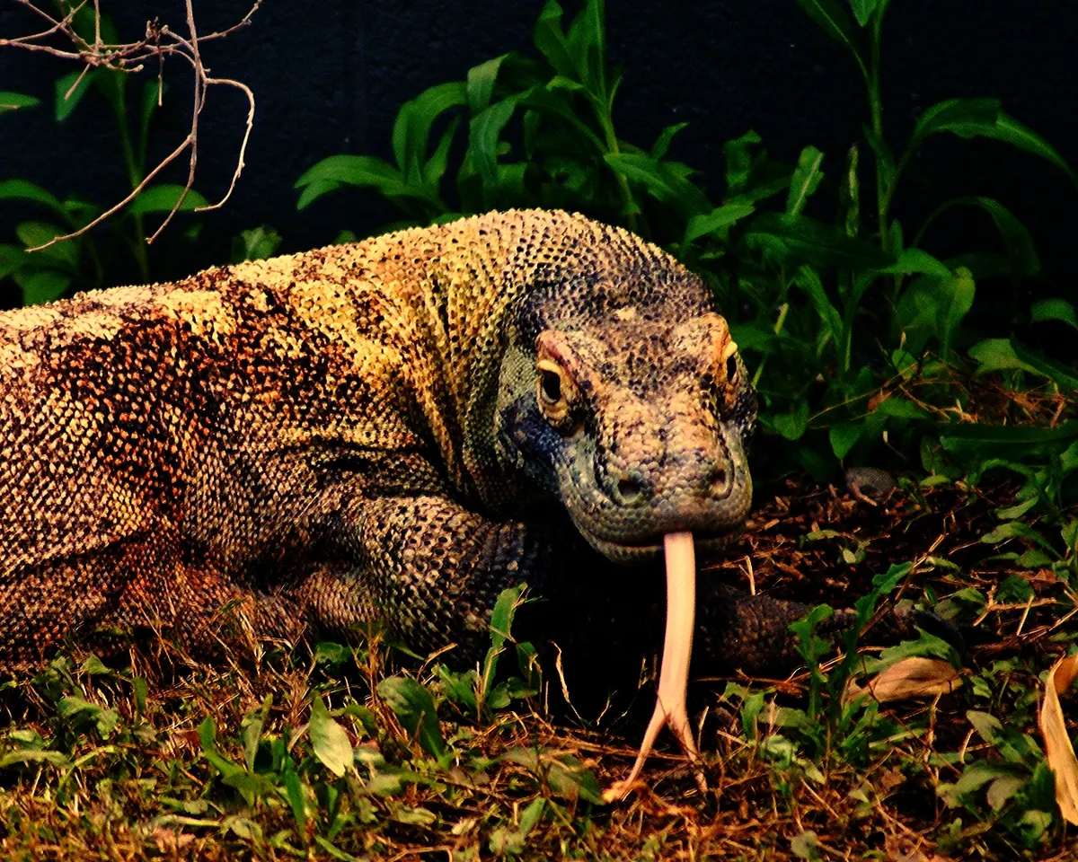 Komodo dragon approaching food on island ground