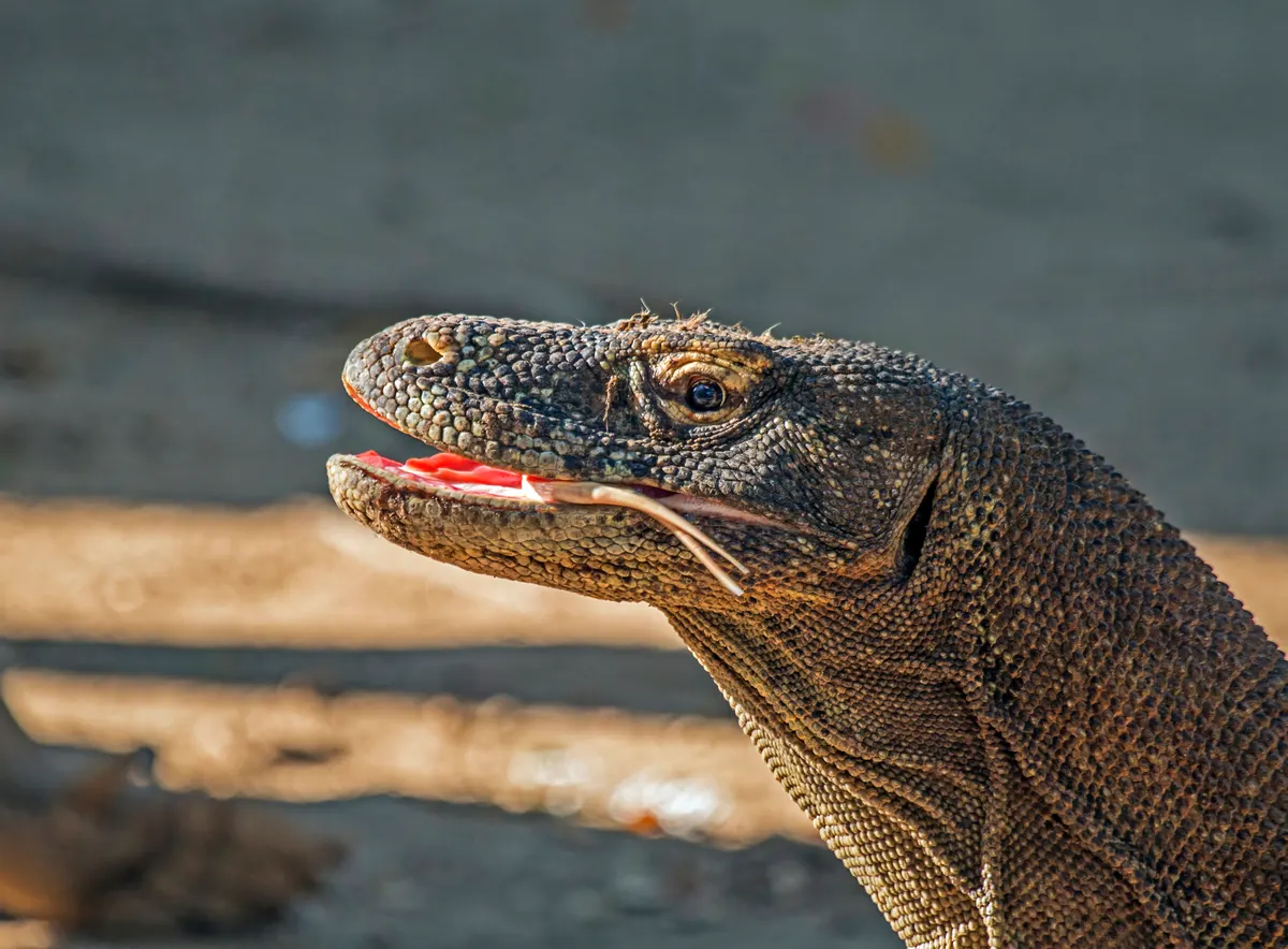 Komodo dragon walking through dry island vegetation