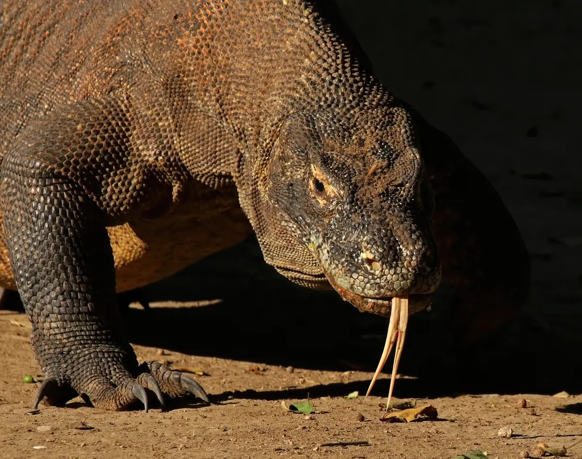 Komodo dragon on sunlit rocky island terrain