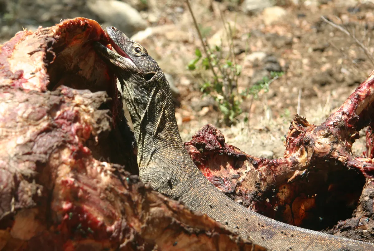 Komodo dragon feeding on prey on Rinca Island