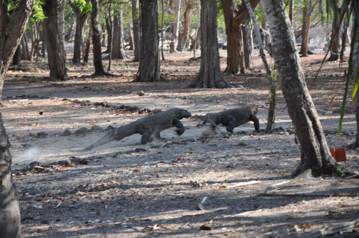 Wild Komodo dragon moving across open island ground