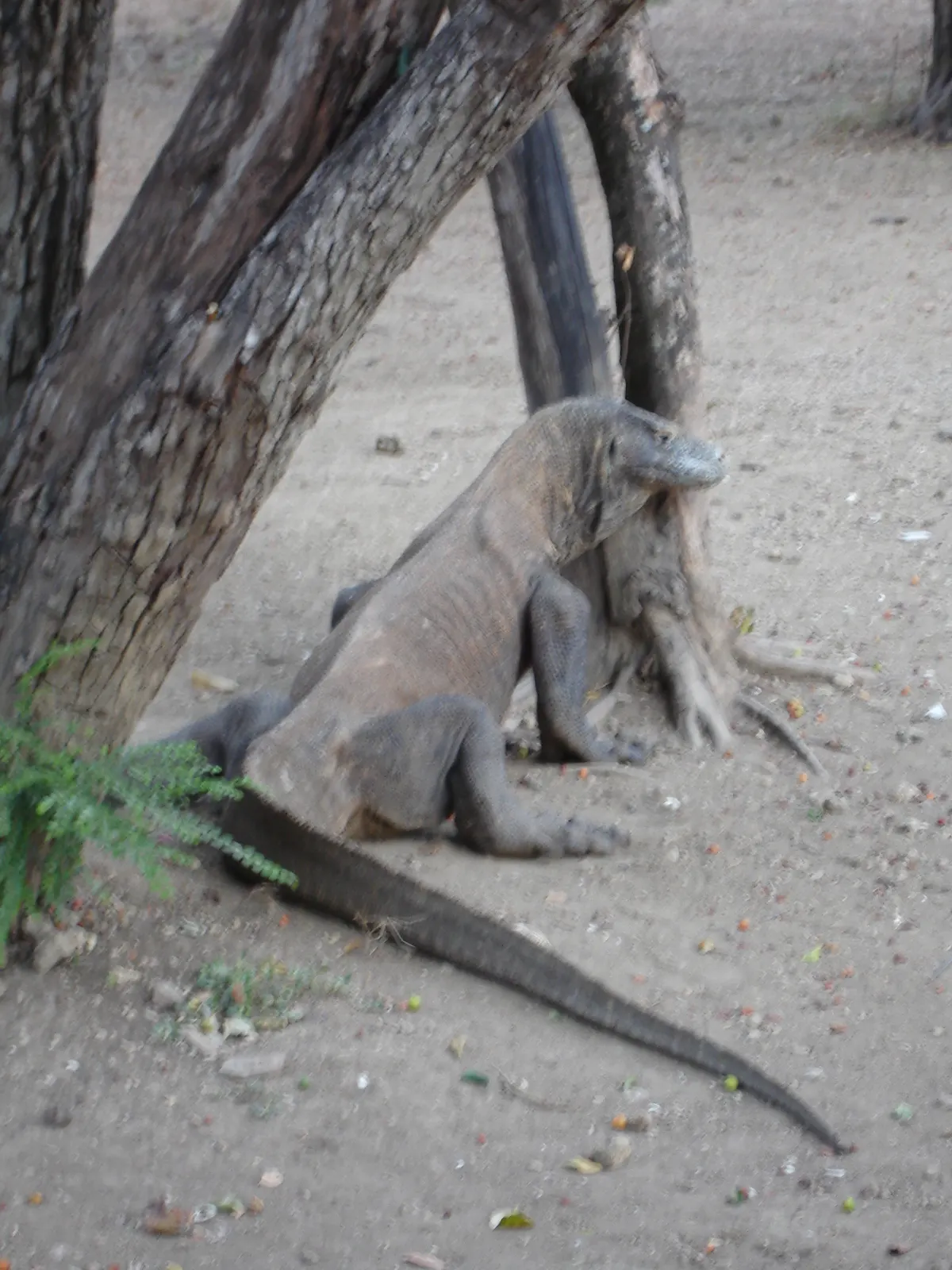 Young Komodo dragon camouflaged among tree branches