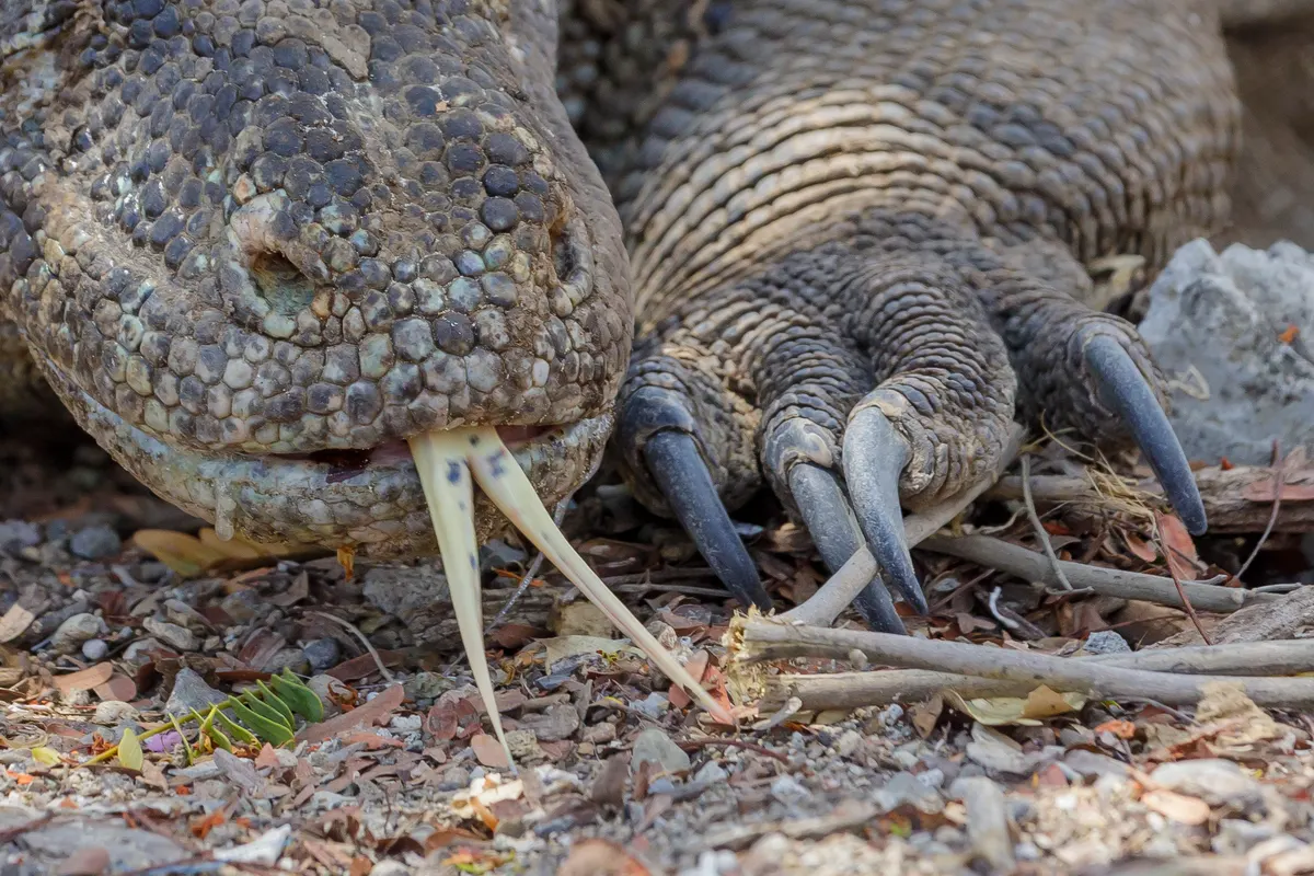 Komodo dragon resting on rocky island habitat in Indonesia