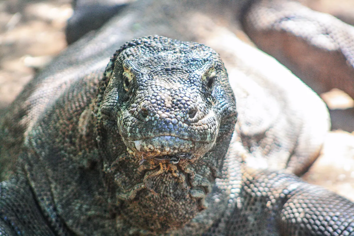 Adult Komodo dragon standing on dry ground in Indonesia
