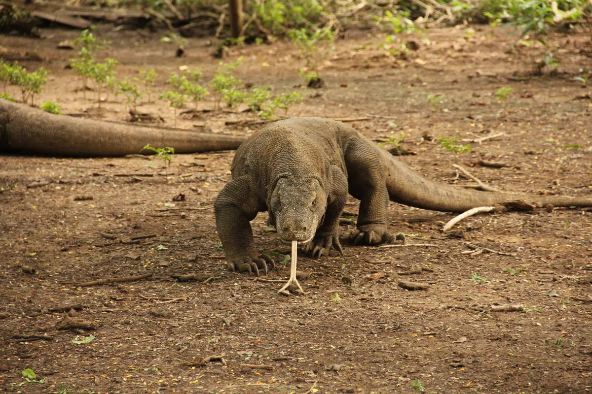 Full-body Komodo dragon walking and flicking its tongue